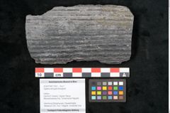 Foto (Objekt + Etikett) von Sigillaria elongata Brongniart (NHMW-GEO-2024-0188-11052)
